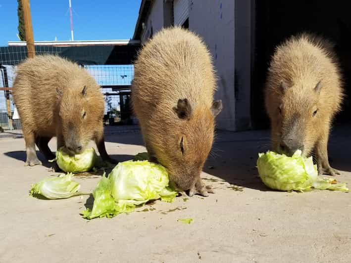 Marana: Experiencias con animales exóticos en Ghost Ranch Exotics