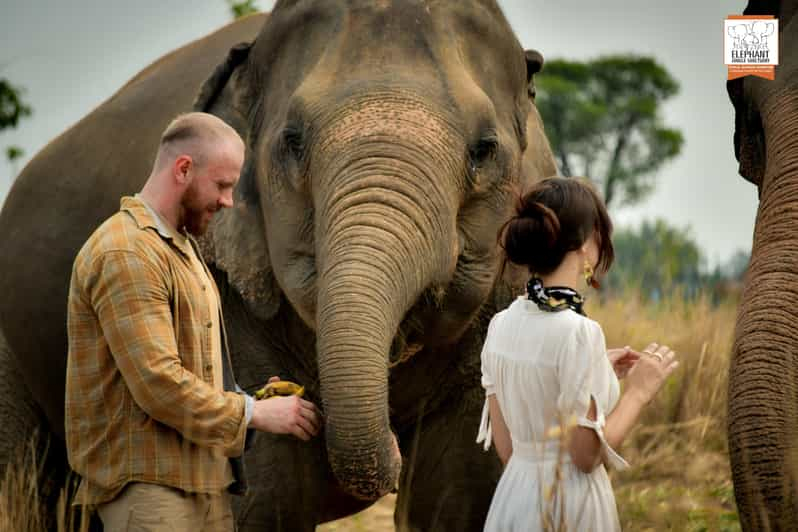 Pattaya: Tour de medio día al Santuario de la Selva de Elefantes con comida