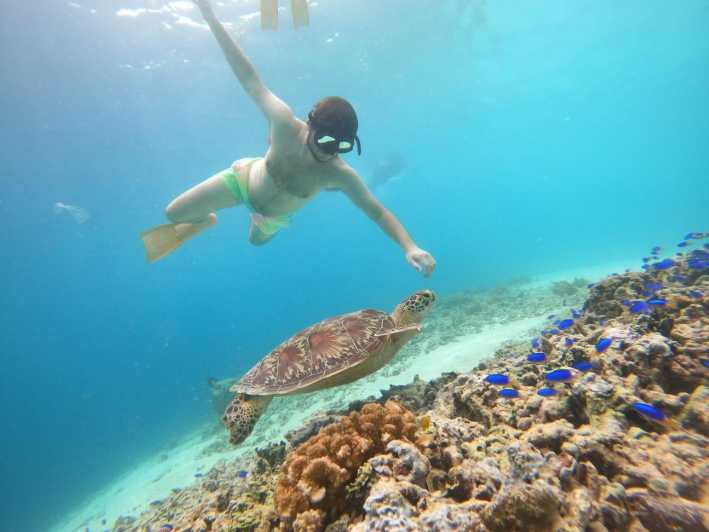 Isla Gili T: Excursión de un día de snorkel en Gili Nadar con tortugas
