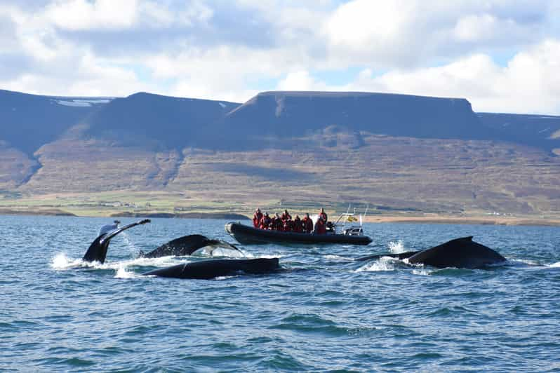 Akureyri: avistamiento de ballenas 2h en lancha motora RIB