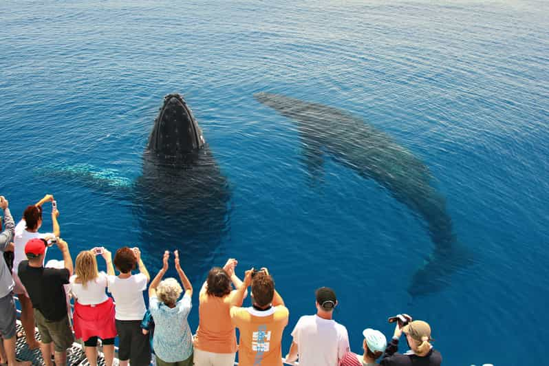 Encuentro de avistamiento de ballenas de 4 horas en Hervey Bay