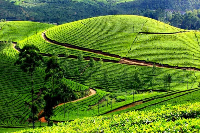 Excursión privada de un día a Munnar