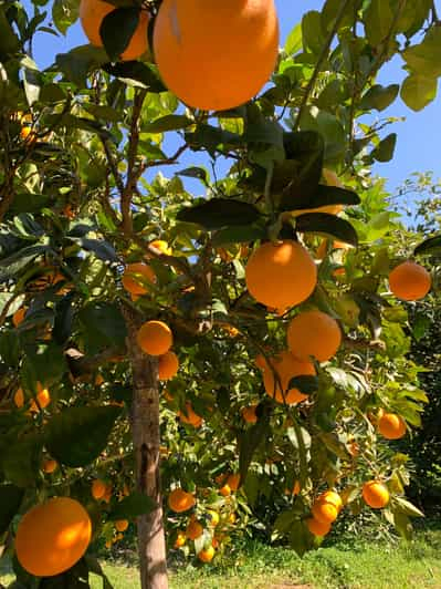 Valle de Sóller: paseo por los pueblecitos y visita a una granja de cítricos