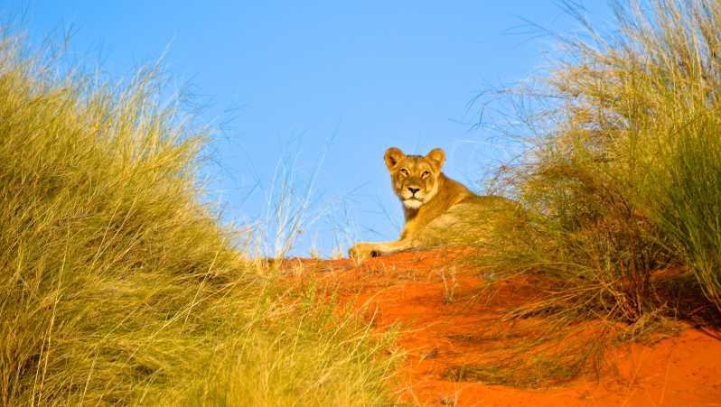 Durban: Safari por Hluhluwe Imfolozi y excursión a iSimangaliso