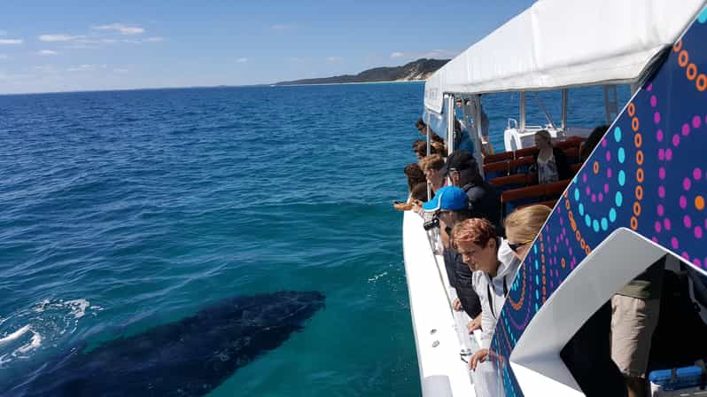 Bahía de Hervey: La mejor experiencia de avistamiento de ballenas