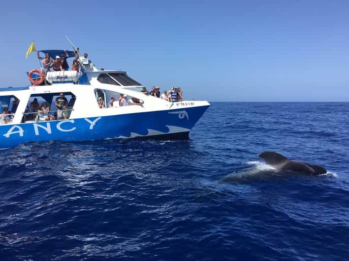 La Palma: avistamiento de fauna y tour en barco por Cumbre Vieja