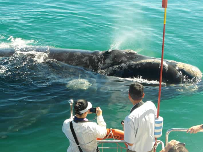 Hermanus: tour en barco de avistaje de ballenas y delfines