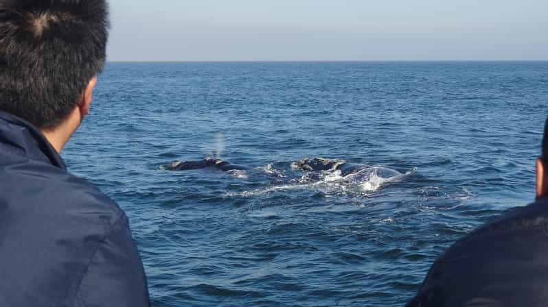 Hermanus: Experiencia de avistamiento de ballenas en barco