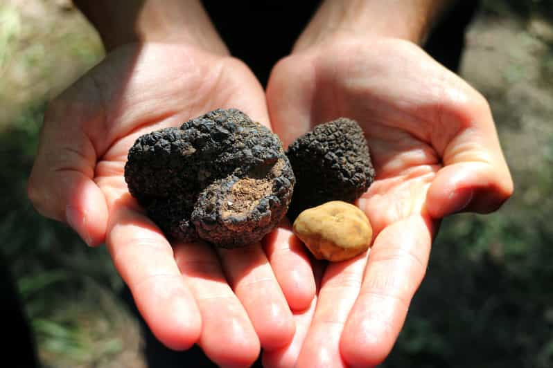 San Gimignano: Caza de trufas con almuerzo y cata de vinos