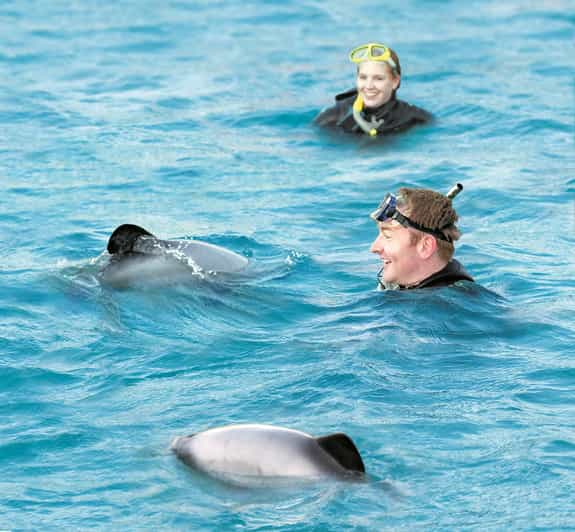 Akaroa: Experiencia de 3 horas nadando con delfines salvajes