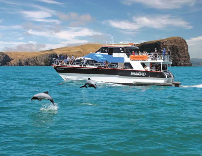 Crucero de 2 horas por el puerto de Akaroa