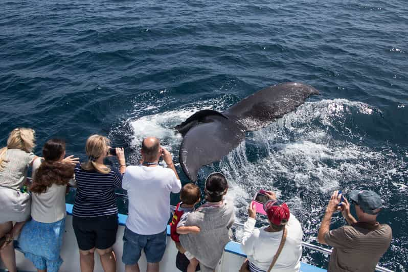 Newport Beach: crucero de avistamiento de ballenas durante todo el año