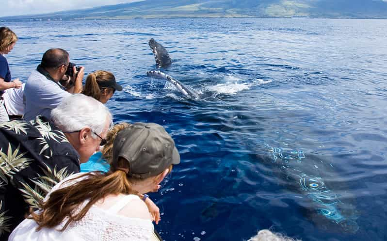 Maui: Excursión ecológica de avistamiento de ballenas desde el puerto de Ma'alaea