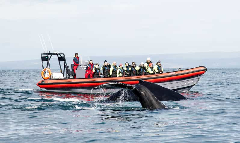 Húsavík: tour para avistar ballenas y frailecillos en lancha