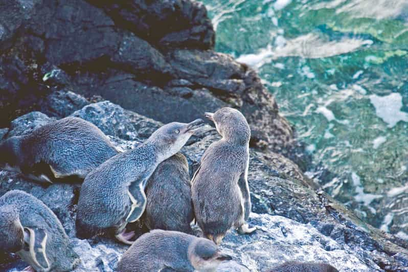 Akaroa: Experiencia nocturna de 3 horas con los Pingüinitos de Pohatu