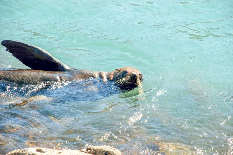 Akaroa: Excursión de 2 ó 4 horas por la Naturaleza Escénica de los Pingüinos de Pohatu