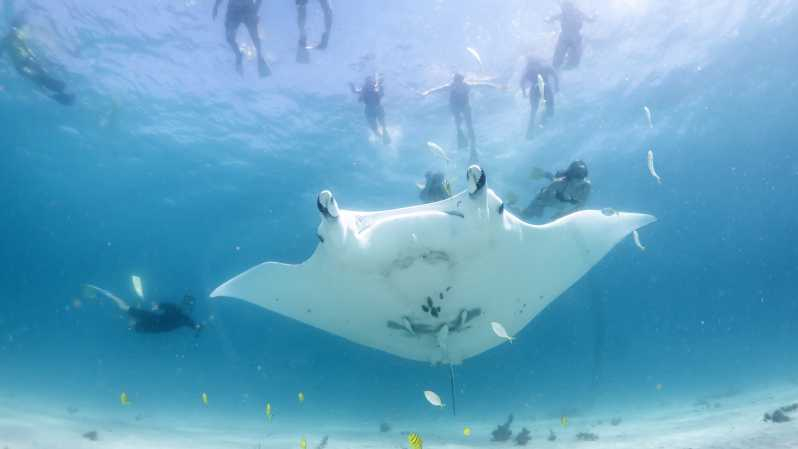 Eco Safari Marino - Nadar con Manta Rayas