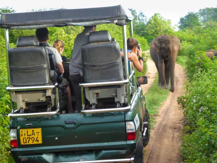 Safari privado por el Parque Nacional de Yala Tour de día completo con almuerzo