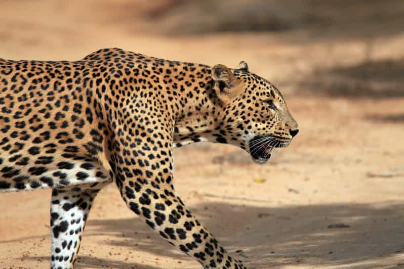 Parque Nacional de Yala: Safari de la Hora Dorada por la mañana o por la tarde