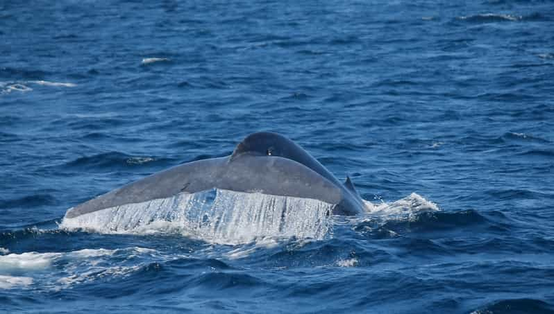 Mirissa: Excursión matutina de avistamiento de ballenas