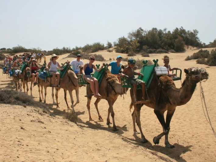 Maspalomas: Paseo guiado en camello por las dunas de Maspalomas