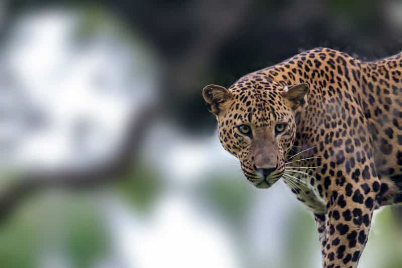 Parque Nacional de Yala: Safari de leopardo Tour de día completo con almuerzo