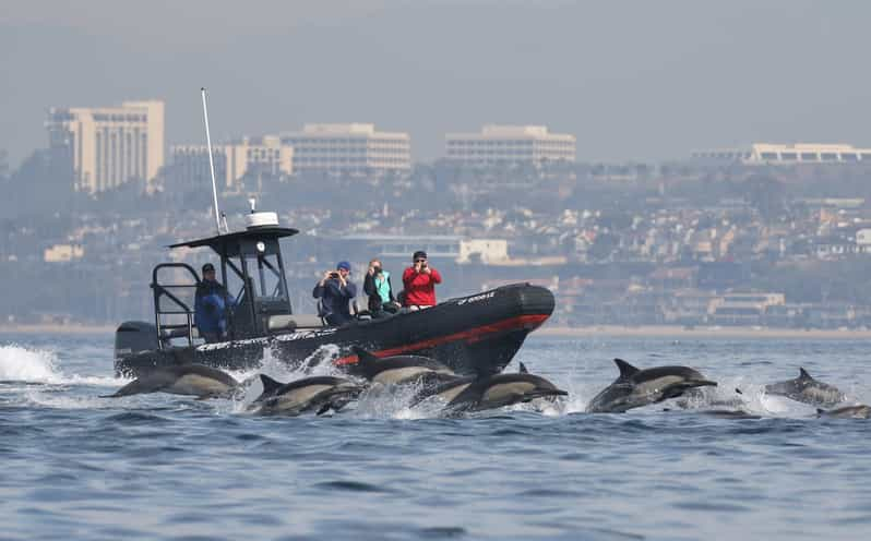 Newport Beach: La mejor aventura de avistamiento de ballenas