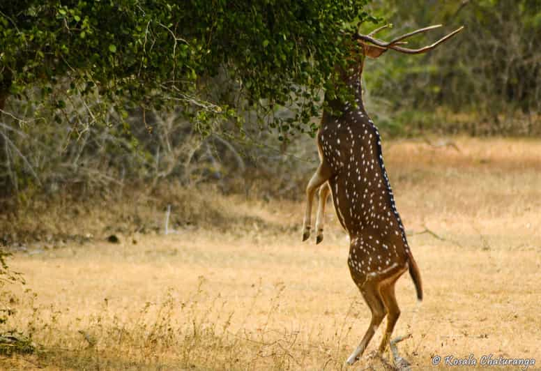 Desde Colombo : Excursión Safari al Parque Nacional de Yala