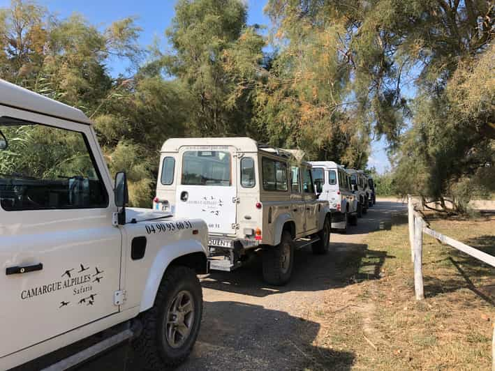 Desde Arles: safari de medio día en 4x4 por Camarga