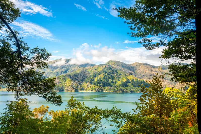 Queen Charlotte Track: Crucero y excursión autoguiada desde Picton