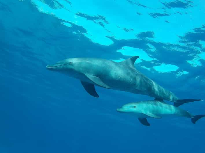 Hurghada: Avistamiento de Delfines y Snorkel con Traslado Privado