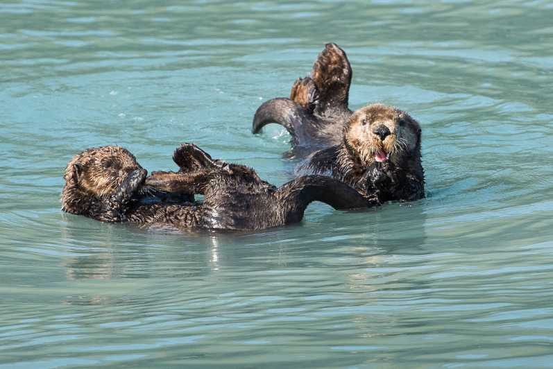 Desde Seward: Excursión de medio día en crucero por la fauna de la Bahía Resurrección