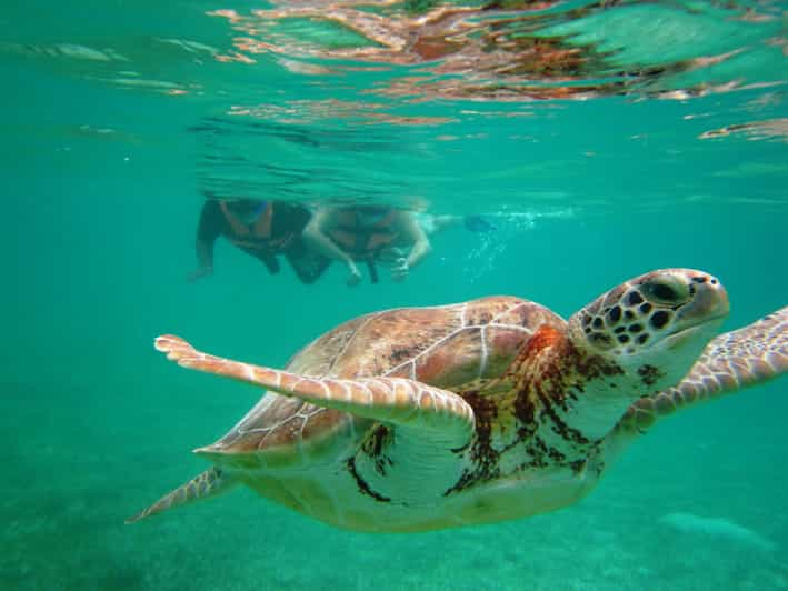 Excursión con tortugas marinas