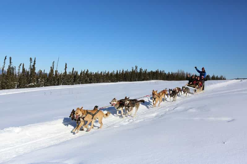 Fairbanks: Aventura invernal de 1 hora en trineo tirado por perros en Alaska