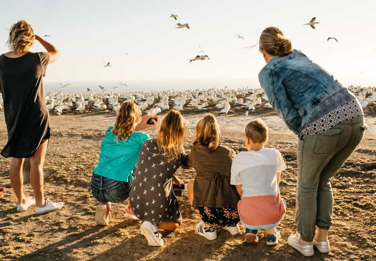 Napier: Excursión a los Alcatraces Secuestradores del Cabo, Naturaleza y Lugares de Interés