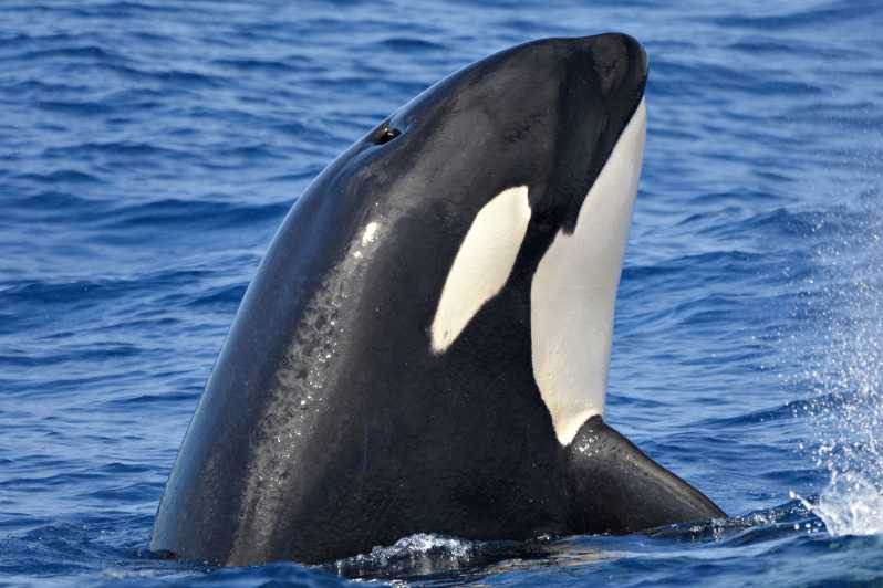 Experiencia con Orcas en el Cañón Bremer desde la Bahía Bremer