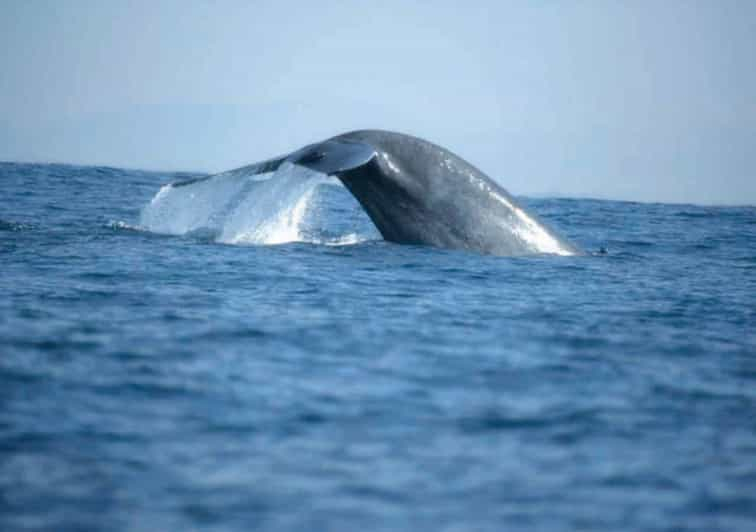 Mirissa: Excursión de avistamiento de ballenas