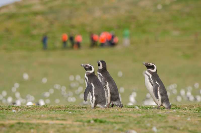 Punta Arenas: paseo con pingüinos islas Magdalena y Marta