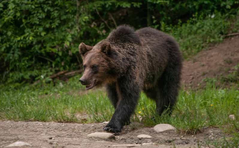 Desde Brasov: Excursión en grupo reducido para observar osos pardos