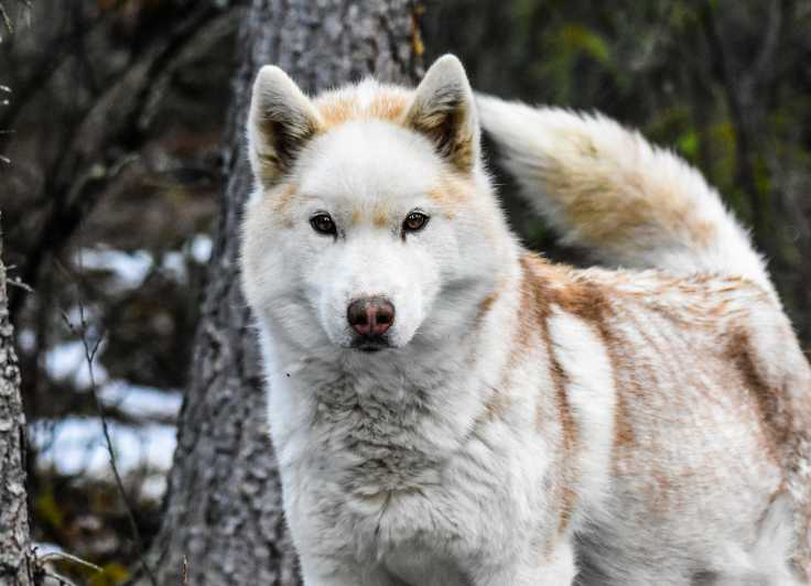 Whitehorse: Experiencia de 3 días con auroras boreales y huskies