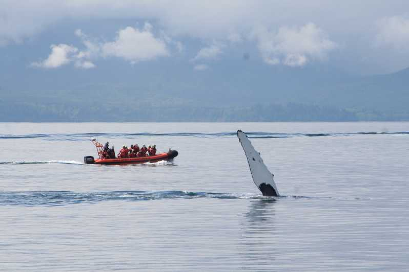 Port Renfrew: Crucero de observación de ballenas y fauna salvaje