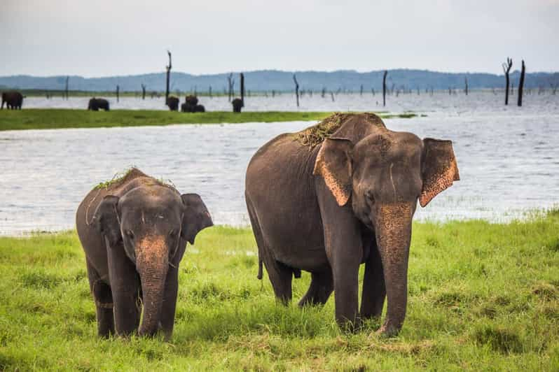 Visita de 1 día a los Parques Nacionales de Yala y Udawalawe