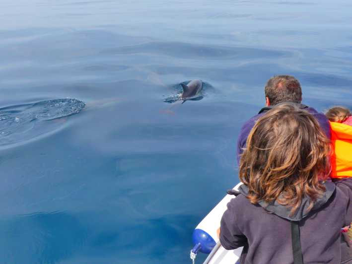 Faro: avistamiento de delfines y vida silvestre en el océano Atlántico