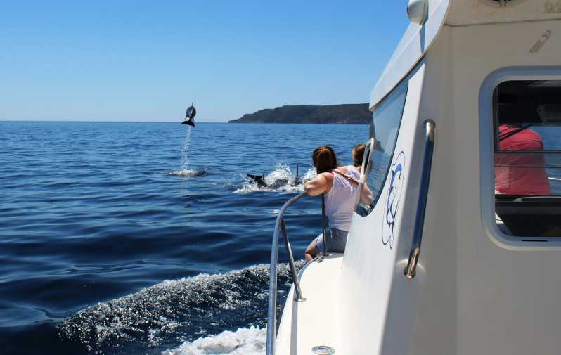 En barco desde Sesimbra: avistaje de delfines en Arrábida