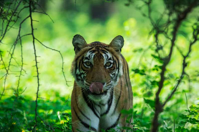 Parque Nacional de Ranthambore: Admisión Safari Compartido