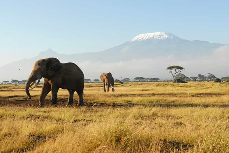 Nairobi: Safari de 8 días con la mejor fauna de Kenia