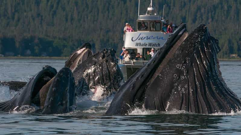 Juneau: Excursión Premier de Avistamiento de Ballenas