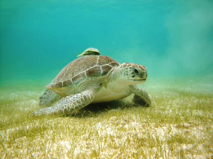 Bahía de Akumal: Cenotes y snorkel con tortugas