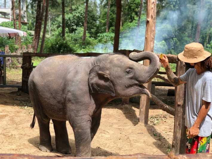 Khaolak: Santuario de elefantes con Centro de Conservación de Tortugas