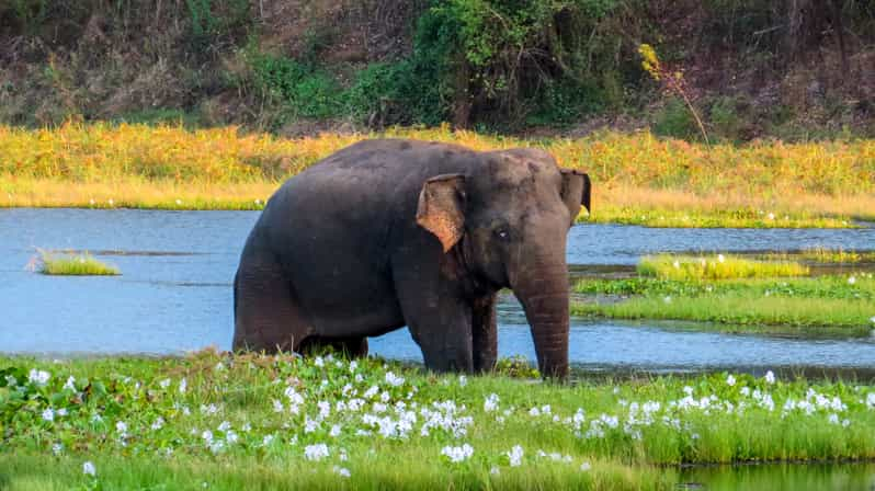 Wasgamuwa Safari privado de 3 horas por el Parque Nacional de Wasgamuwa